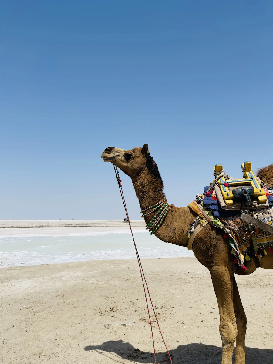 Gujarat — Desert & heritage