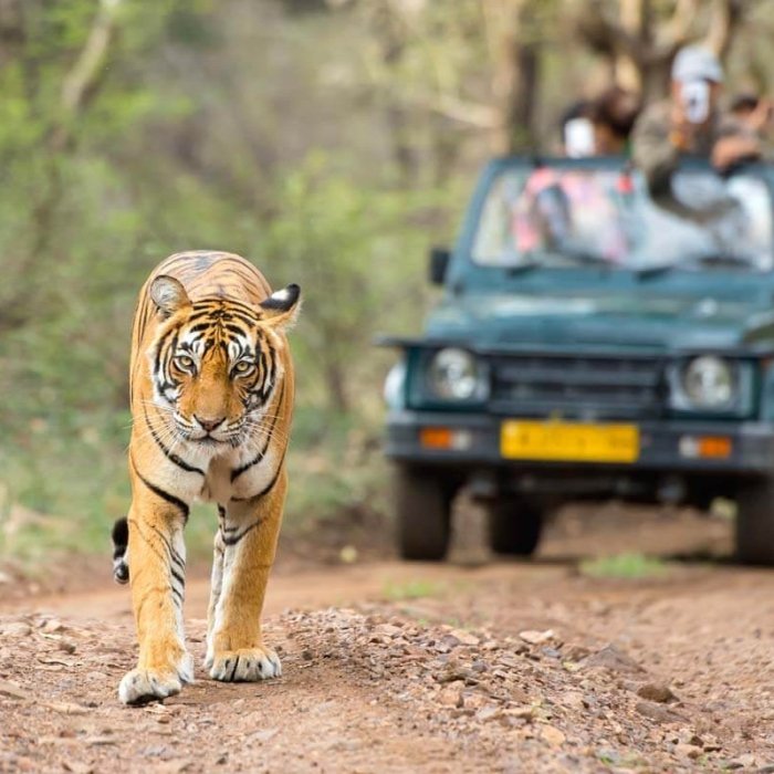 Big Cats And Birds